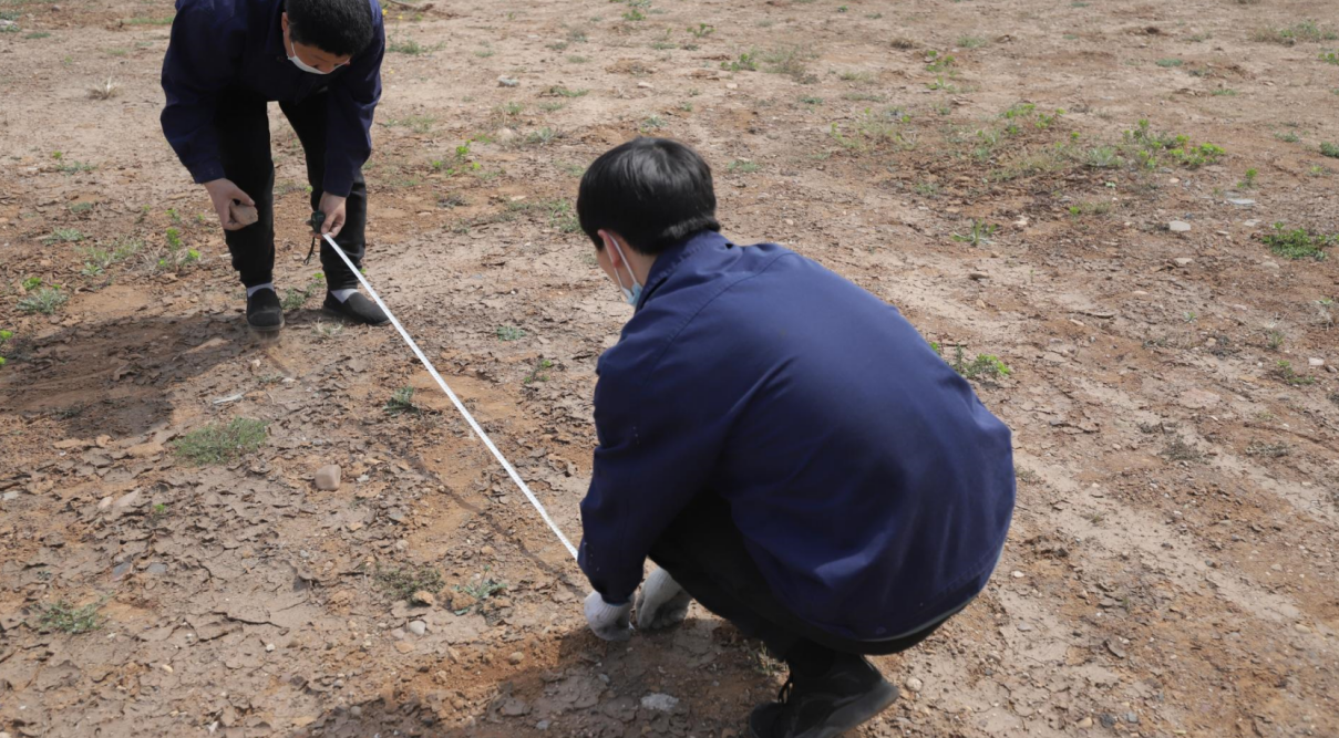 “栽梧桐，，，，引凤凰” 植树迎春，，，，尊龙集团食物园区新栽18棵梧桐_尊龙集团